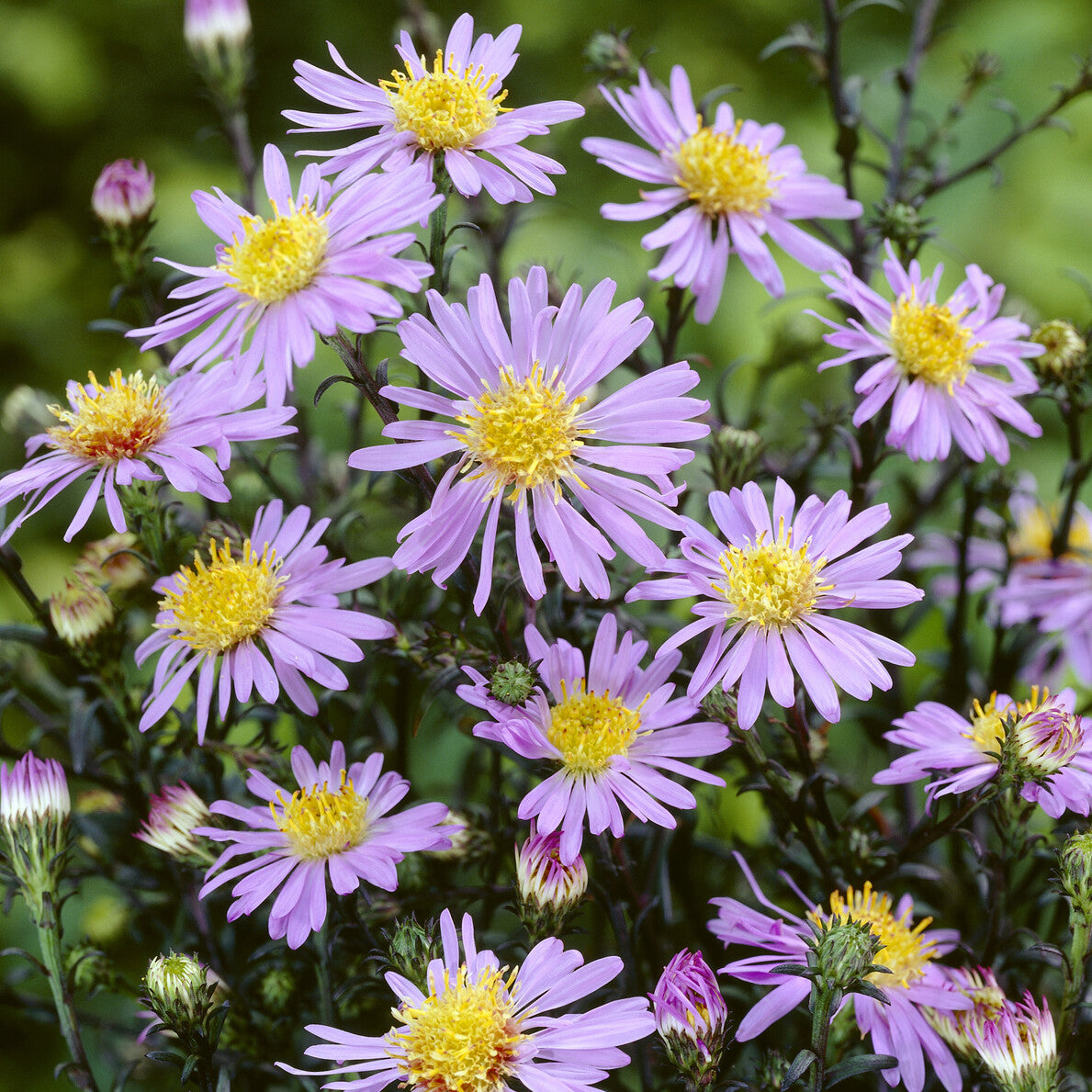 Glatte Aster 'Calliope' - Aster laevis calliope - Willemse