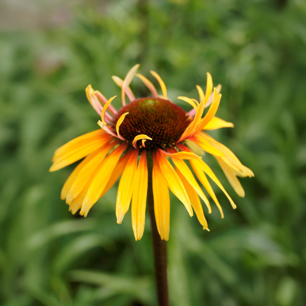 Sonnenhut ‘Funky Yellow’ - Willemse