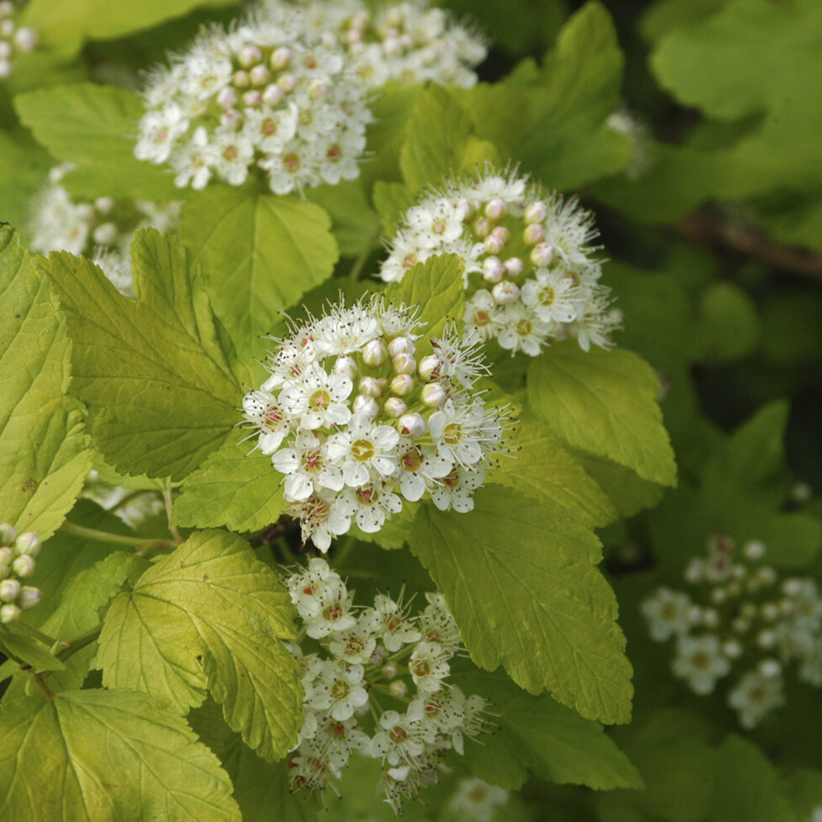 Blasenspiere ‘Dart’s Gold’ - Physocarpus opulifolius Dart's Gold - Willemse