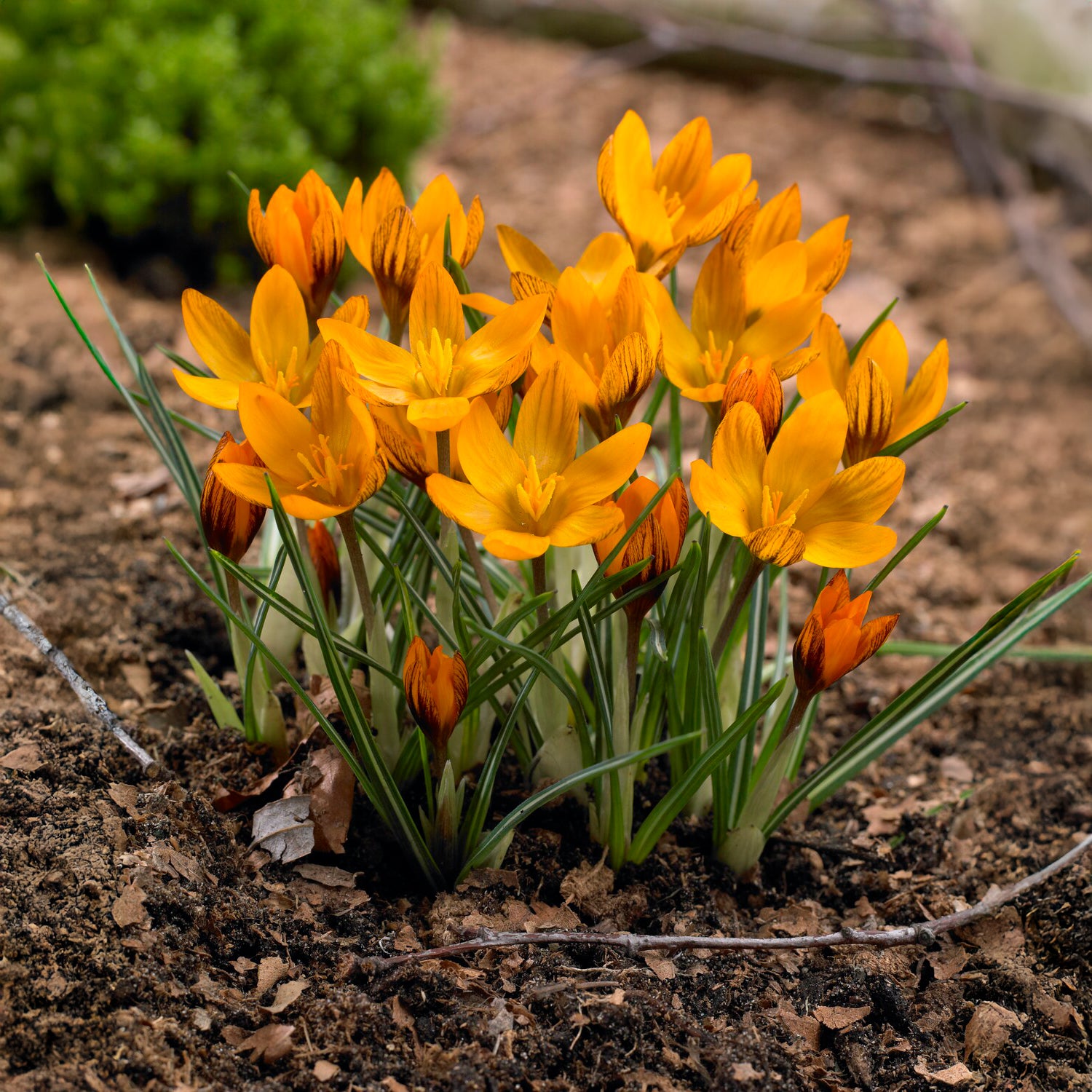 Crocus chrysanthus orange monarch - Krokus 'Orange Monarch' (x15) - Krokus-Zwiebeln