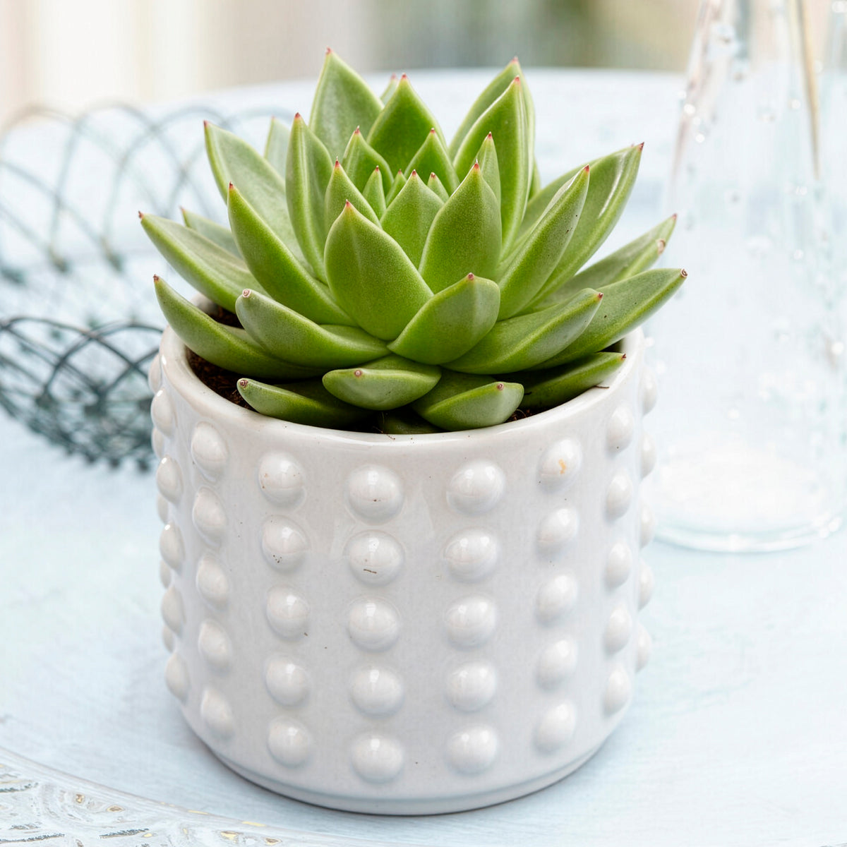 Sukkulente Echeveria agavoides - Echeveria agavoides - Willemse