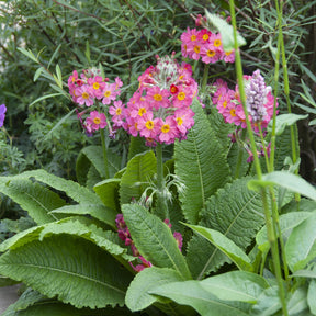 Rosen Schlüsselblume - Primula rosea grandiflora - Willemse
