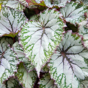 Blattbegonie 'Asian Tundra' - Begonia beleaf asian tundra - Willemse