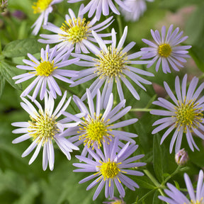Zwergaster 'Asran'