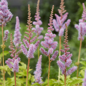 Prachtspiere Astilbe 'Pumila'