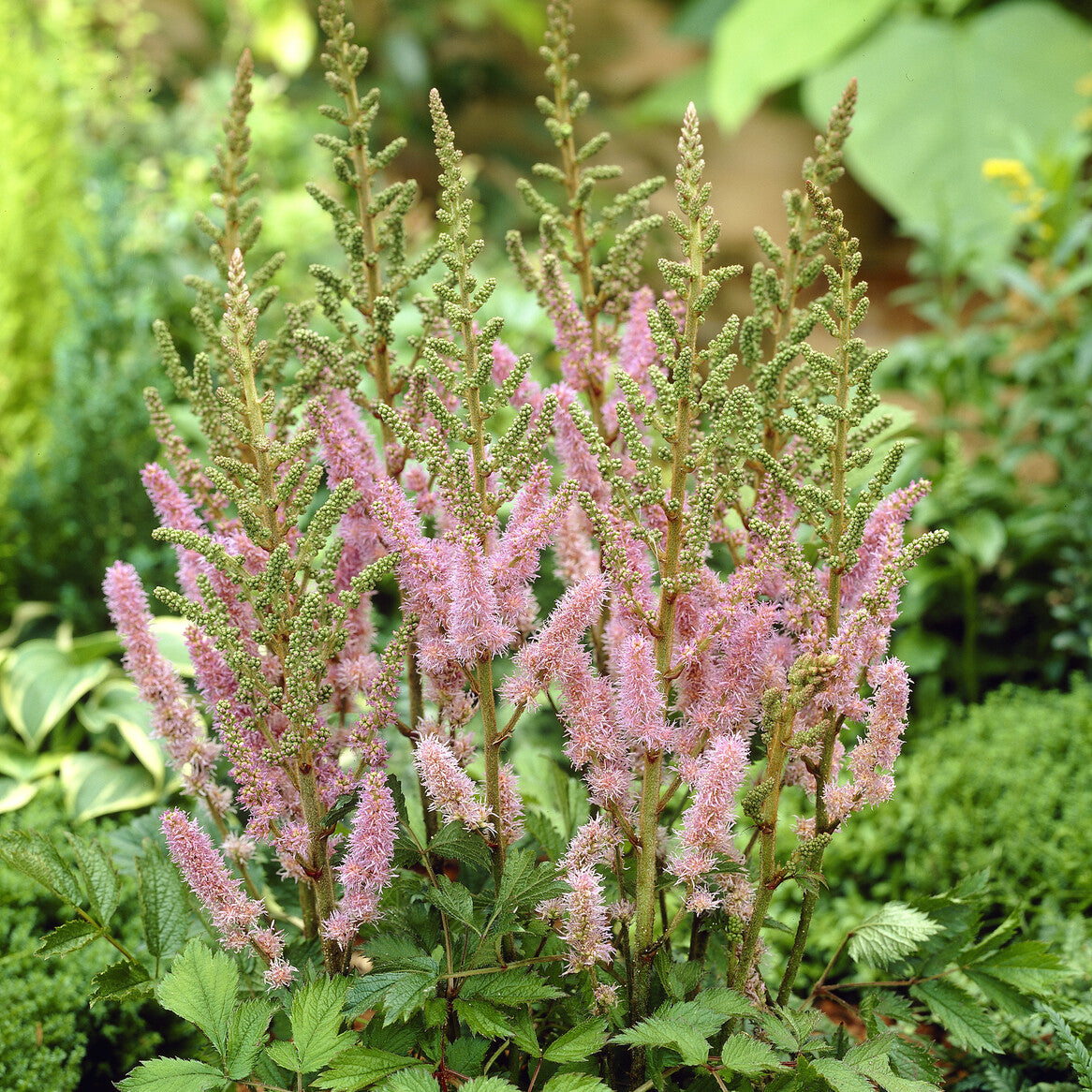 Prachtspiere Astilbe 'Pumila' - Willemse