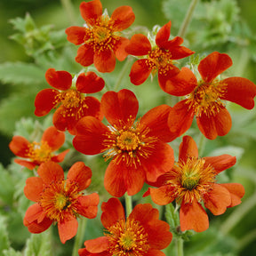 Nelkenwurz 'Borisii' - Geum coccineum Borisii - Willemse