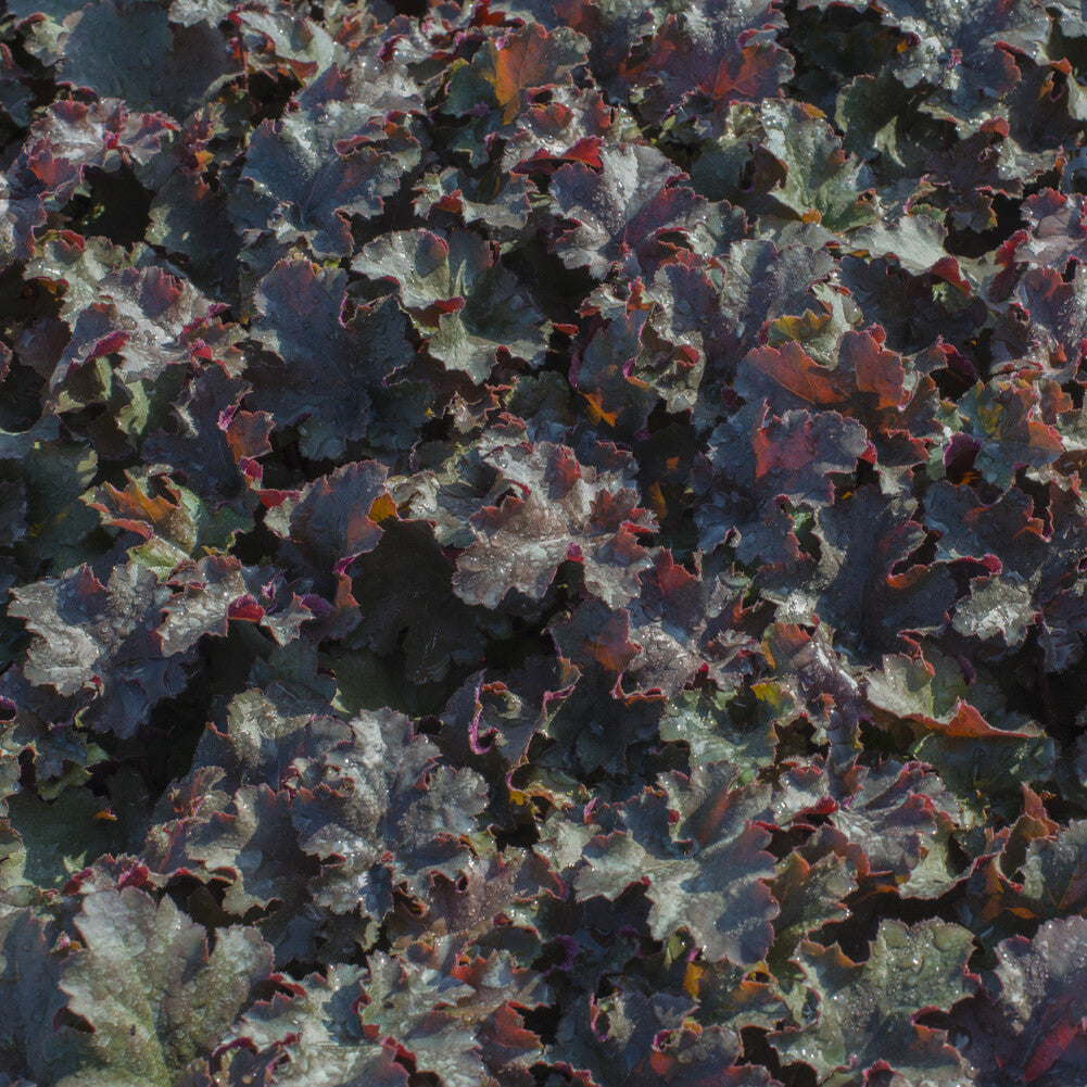 Purpurglöckchen 'Chocolate Ruffles' - Heuchera Chocolate Ruffles - Willemse