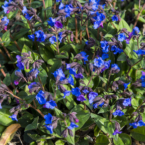 Verkauf Lungenkraut 'Blue Ensign' - Pulmonaria Blue Ensign