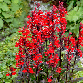 Lobelie 'Queen Victoria'