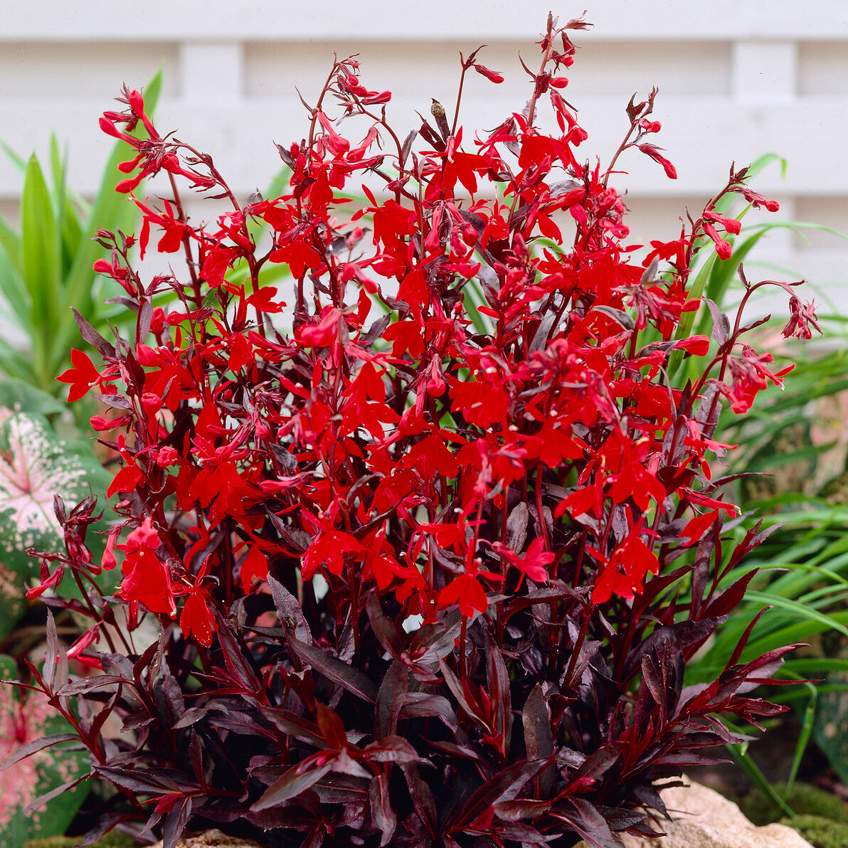 Lobelie 'Queen Victoria'