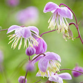 Delavays Wiesenraute