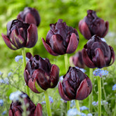 Tulpen 'Black Hero' (x10)
