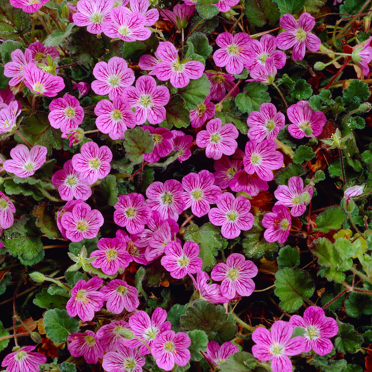 Reiherschnabel 'Bishop's Form' - Willemse