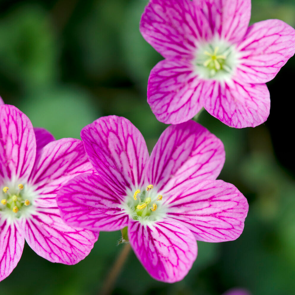 Reiherschnabel 'Bishop's Form' - Erodium variabile Bishop's Form - Willemse