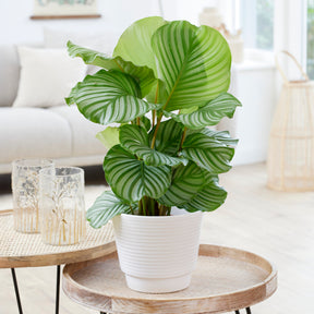 Calathea orbifolia - Willemse