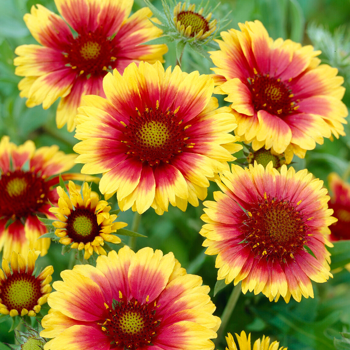 Kokardenblume ‘Kobold’ - Gaillardia aristata Kobold - Willemse