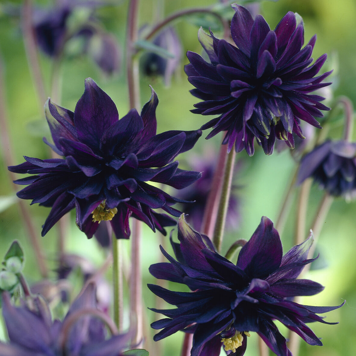 Garten-Akelei 'Black Barlow' - Akelei - Willemse