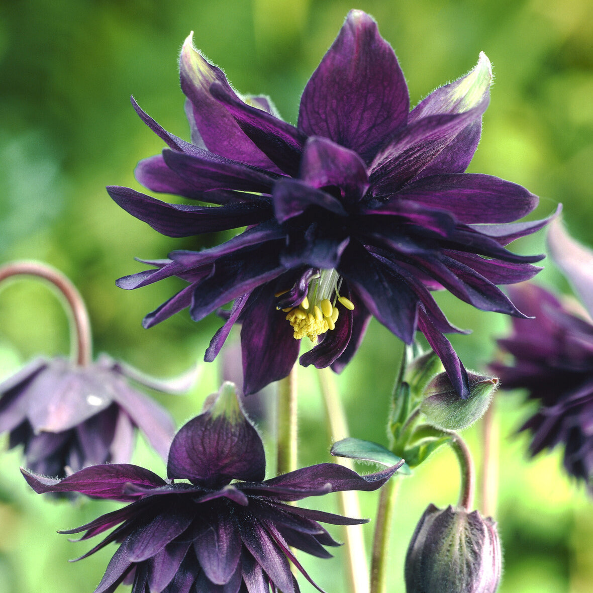 Verkauf Garten-Akelei 'Black Barlow'