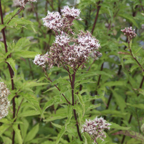 Gewöhnlicher Wasserdost - Eupatorium cannabinum - Willemse