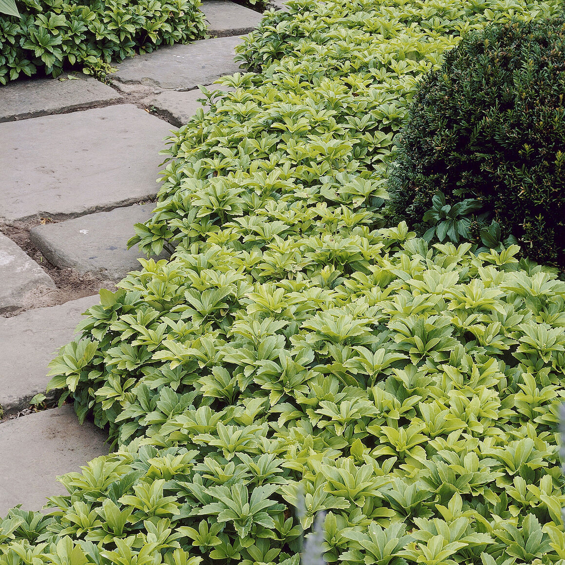 Dickmännchen - Pachysandra terminalis - Willemse
