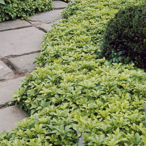 Dickmännchen - Pachysandra terminalis - Willemse