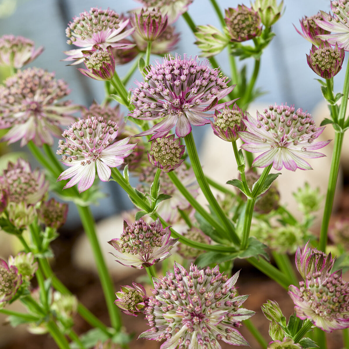 Verkauf Sterndolde 'Roma' - Astrantia major Roma