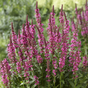 Blutweiderich ‘Robert’