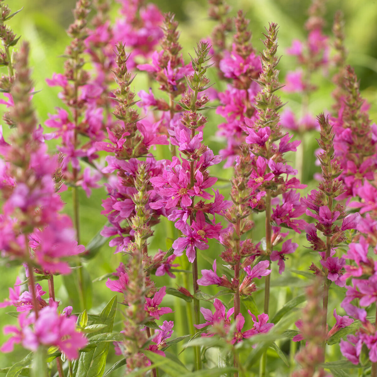 Blutweiderich ‘Robert’ - Lythrum salicaria Robert - Willemse