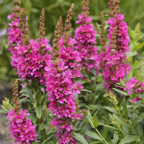 Stauden - Blutweiderich ‘Robert’ - Lythrum salicaria Robert