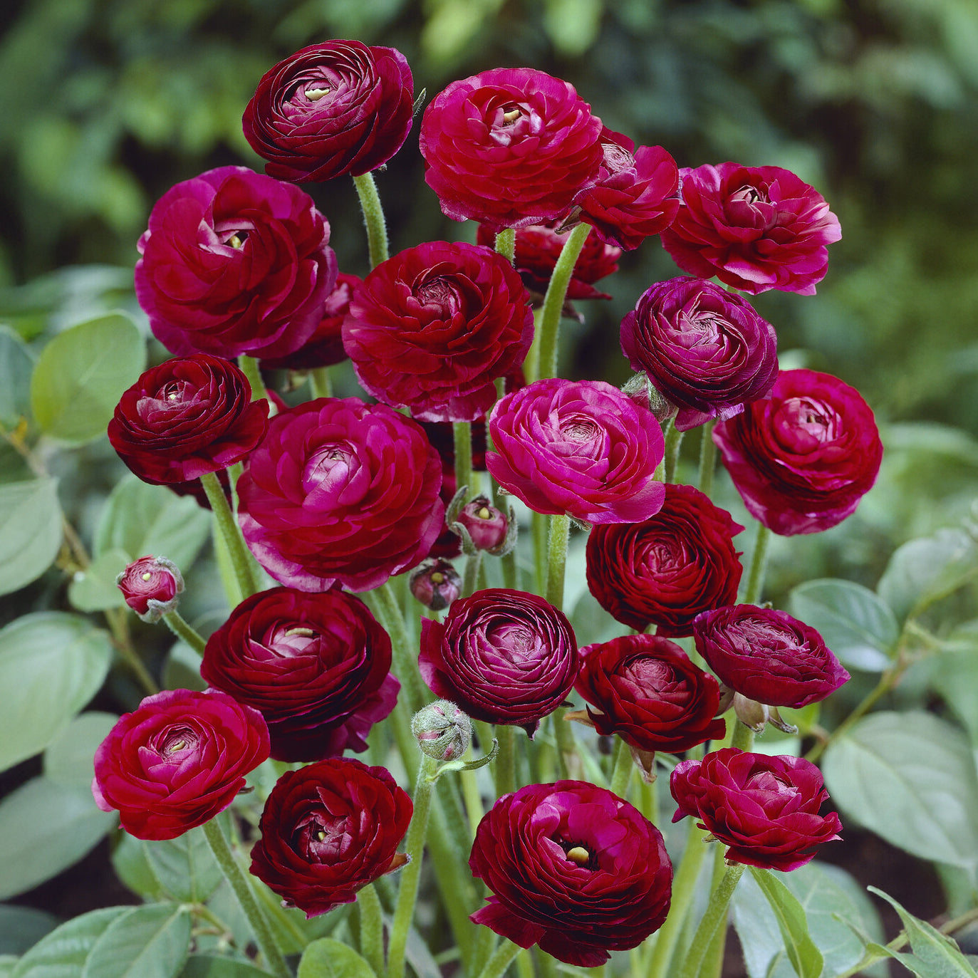 Asiatische Ranunkeln ‘Pauline’ (x10) - Willemse