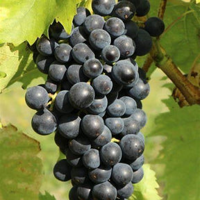 Weinrebe 'Muscat Bleu' - Vitis vinifera Muscat Bleu - Willemse