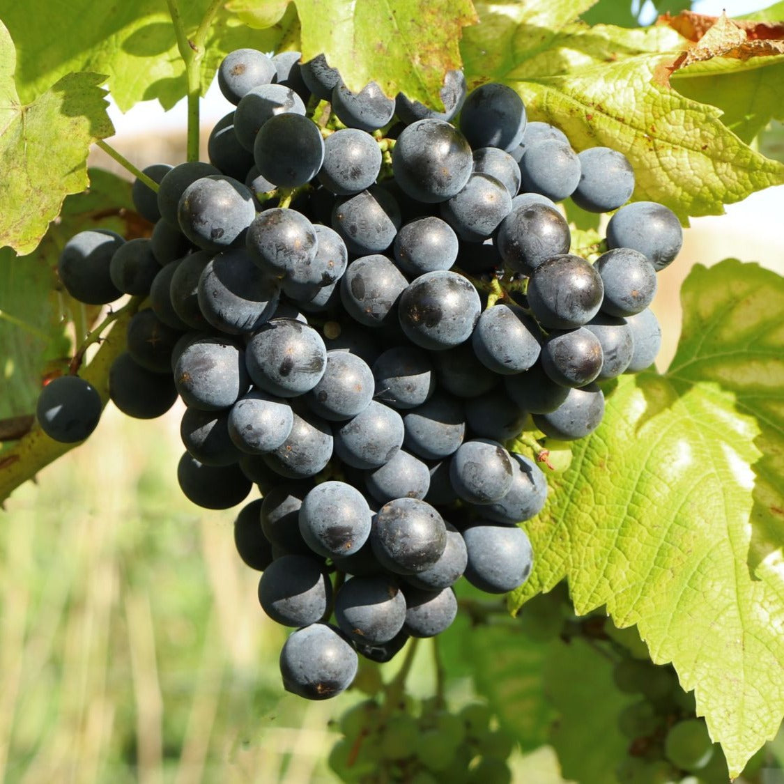 Weinrebe 'Muscat Bleu' - Willemse