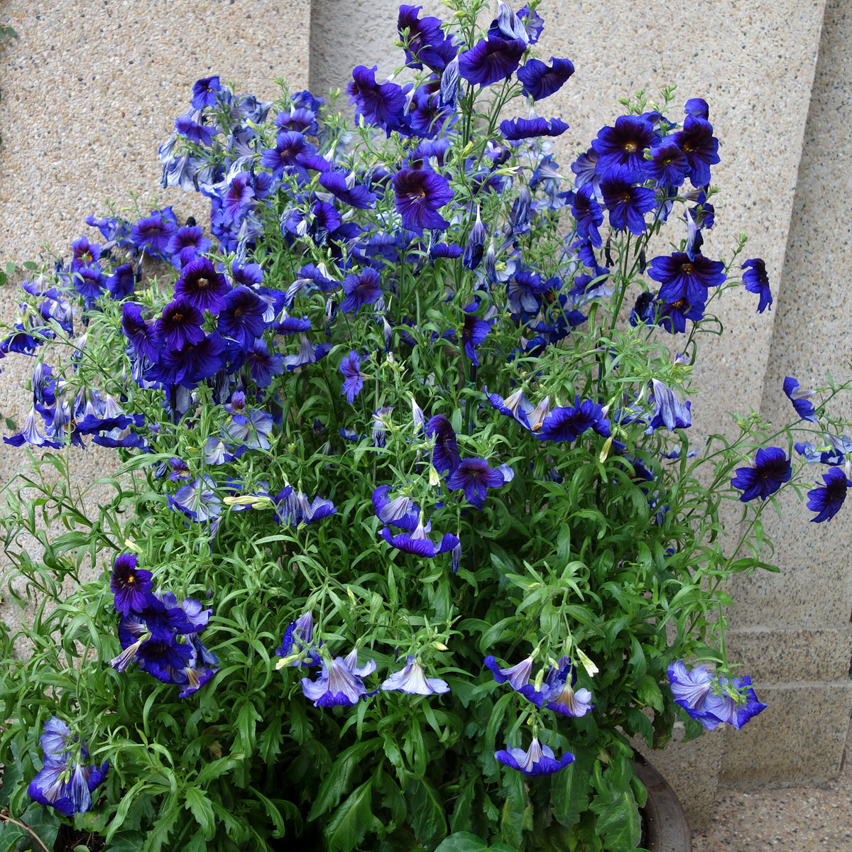 Röhrenblume Kew Blue - Willemse