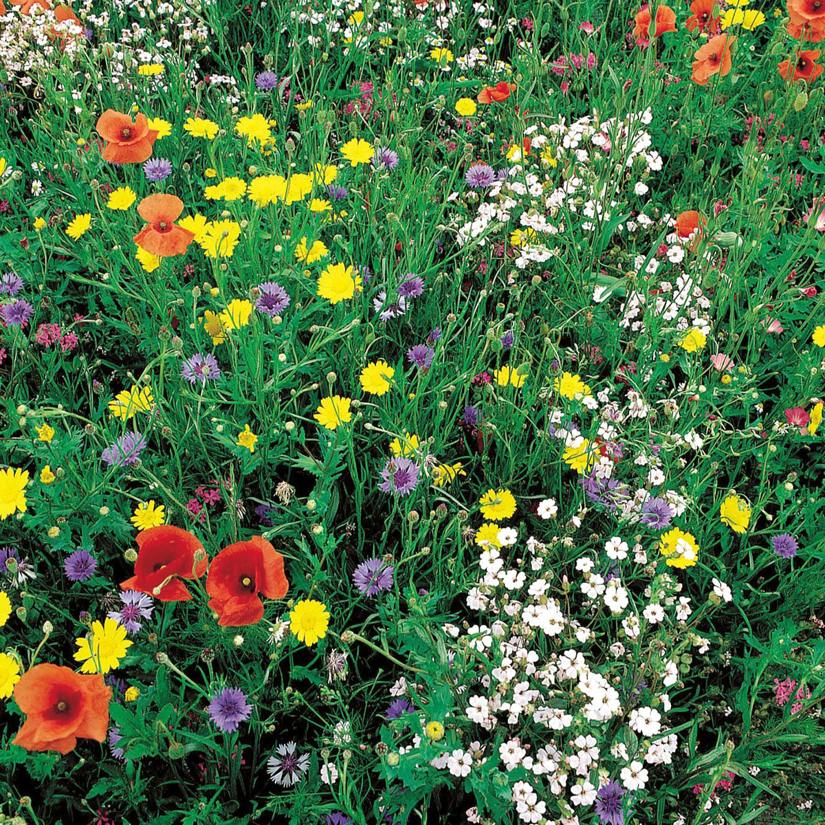 Wildblumenmischung (100 m²) - Willemse