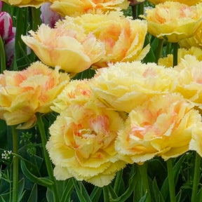 Tulpen Vaya con Dios - Willemse
