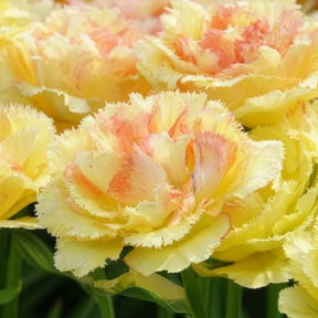 Tulipa vaya con dios - Tulpen Vaya con Dios - Tulpen-Zwiebeln