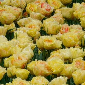 Tulpen Vaya con Dios - Tulipa vaya con dios - Willemse