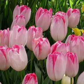 Verkauf Triumph Tulpe 'Supri Erotic' (x10)