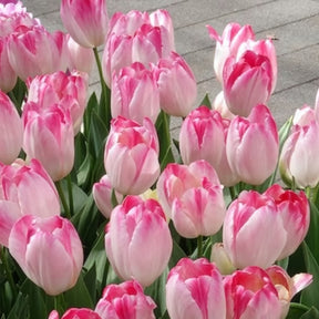 Triumph Tulpe 'Supri Erotic' (x10) - Tulipa supri erotic - Willemse