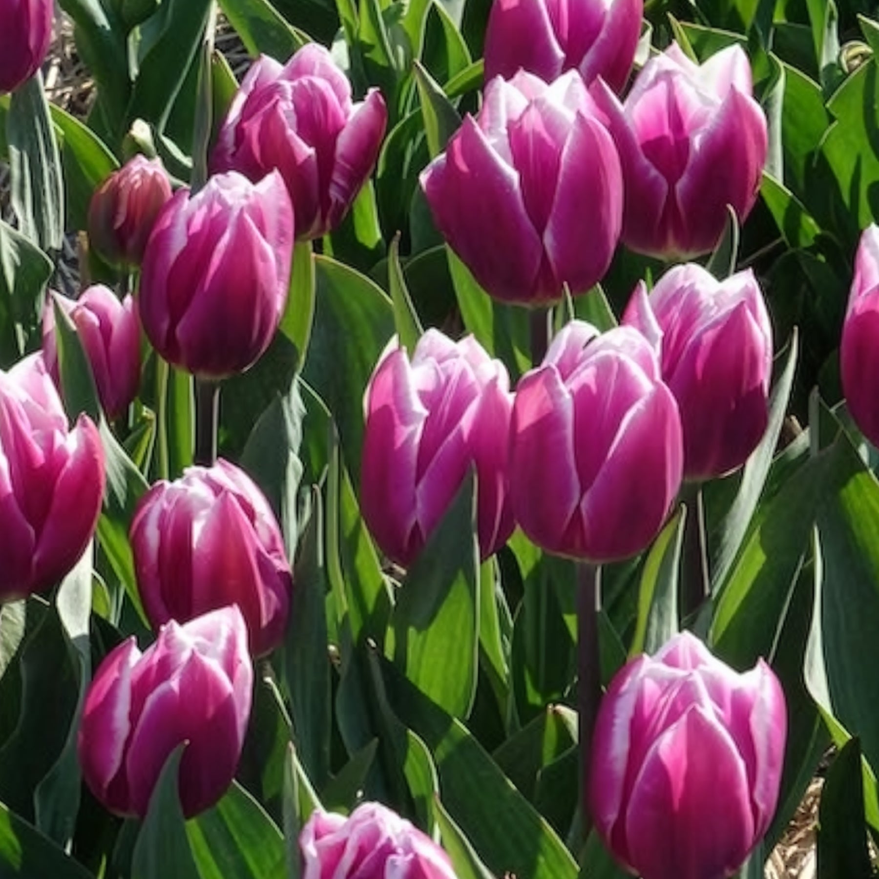 Triumph-Tulpen Synaeda Blue (x10) - Tulpen-Zwiebeln - Willemse