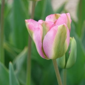 Tulipa 'groenland' - Viridiflora-Tulpen Groenland - Tulpen-Zwiebeln