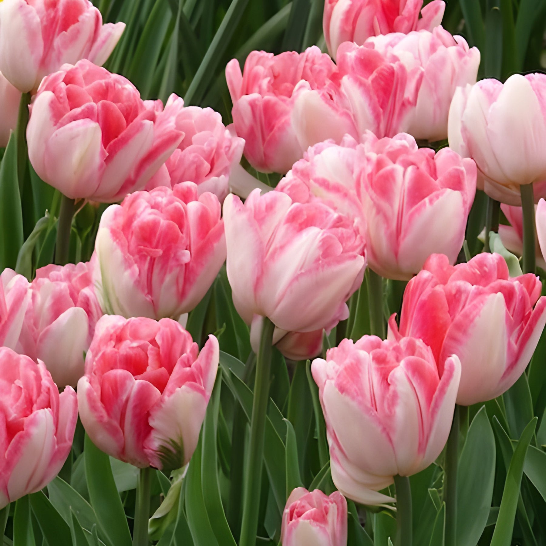 Tulpen 'Foxtrot' (x10) - Tulpen-Zwiebeln - Willemse