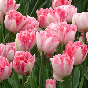 Tulpen 'Foxtrot' (x10) - Tulpen-Zwiebeln - Willemse