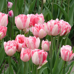 Verkauf Tulpen 'Foxtrot' (x10) - Tulipa foxtrot