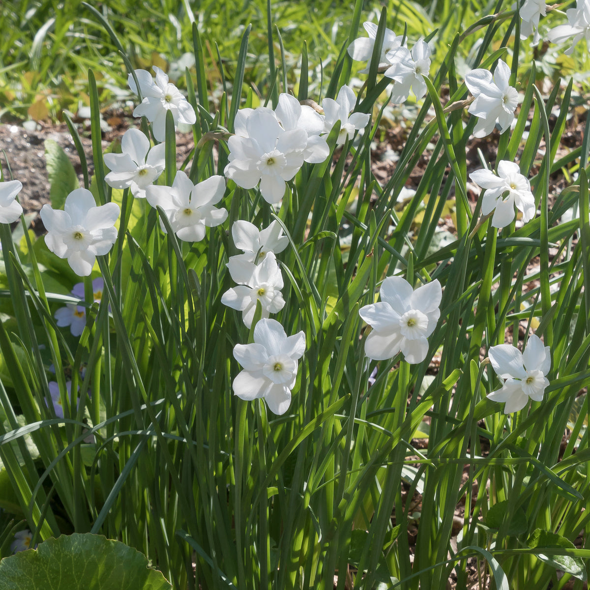 Mini-Narzissen Princess Zaide (x5) - Narcissus 'princess zaide' - Willemse