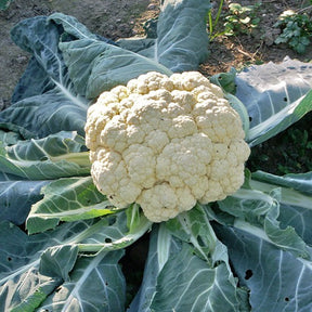 Blumenkohl Wunder aller Jahreszeiten - Brassica oleracea botrytis merveille de toutes saisons - Gemüsegarten