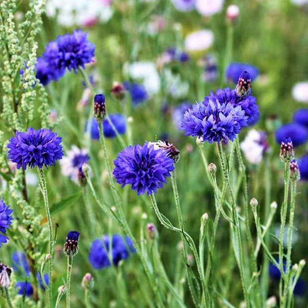 Kornblume Blue Boy - Willemse