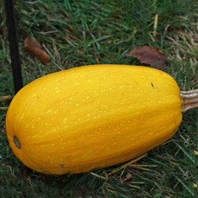 Spaghetti-Kürbis - Cucurbita pepo spaghetti végétal - Willemse