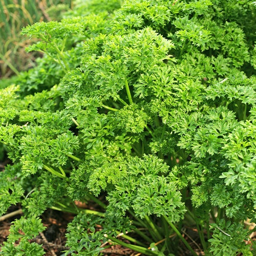 Dunkelgrüne krause Petersilie - Petroselinum crispum frisé vert foncé - Willemse
